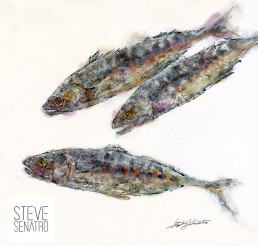 mackerel watercolor
