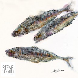mackerel watercolor